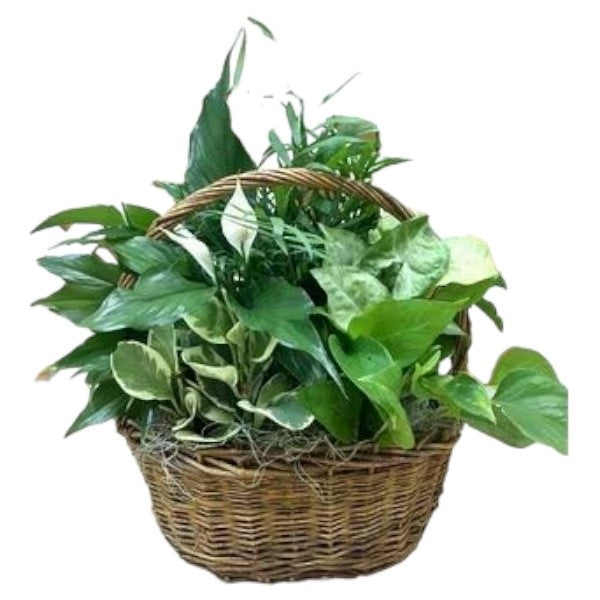 Mixed Planters