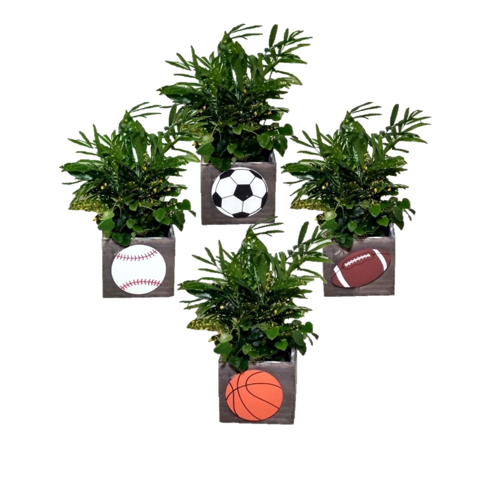 Plants – Gift Shop | UnityPoint Health – Cedar Rapids