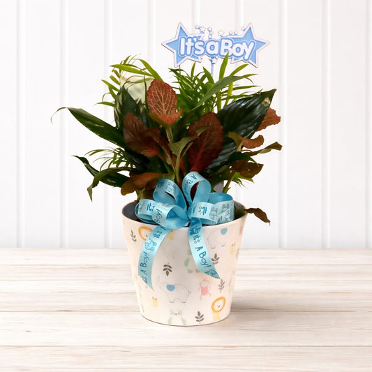 Baby Boy Planter