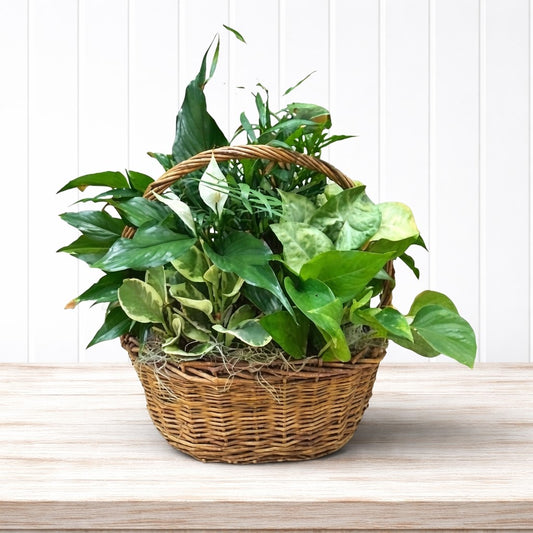 Mixed Planters