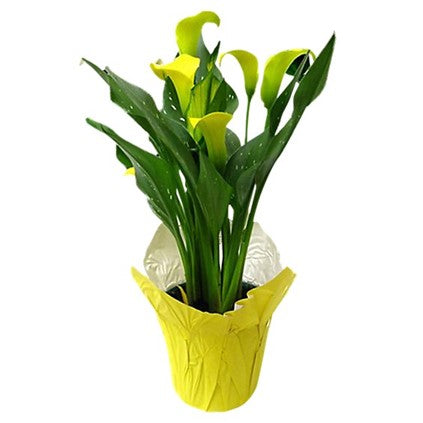 4" Calla Lily