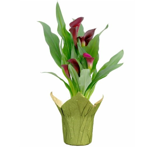 4" Calla Lily